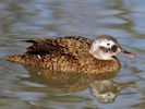 Laysan Duck (WWT Slimbridge April 2013) - pic by Nigel Key